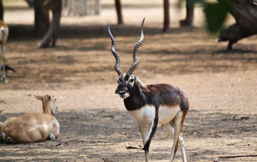 Rajaji National Park and what can you find there
